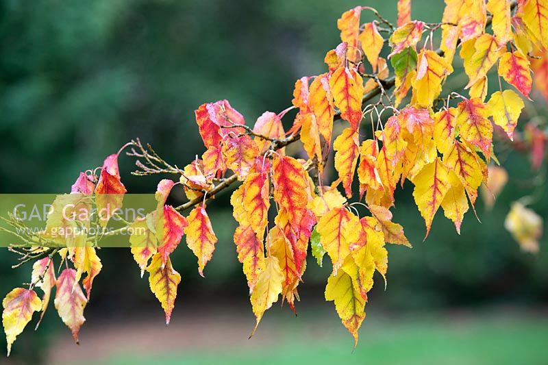 Acer crataegifolium 'Veitchii' - Veitch Hawthorn Maple 