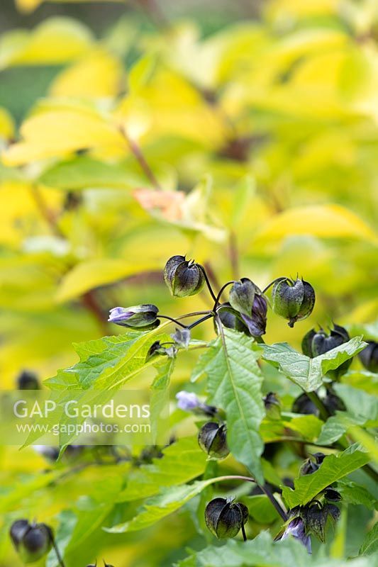 Nicandra physalodes - Shoo fly plant calyce 