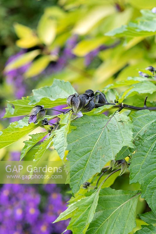 Nicandra physalodes - Shoo fly plant calyce 