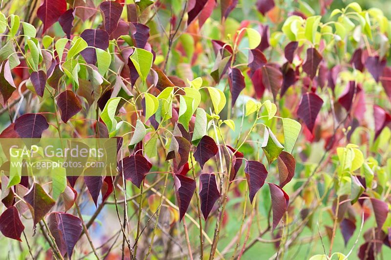 Sapium sebiferum - Chinese Tallow Tree