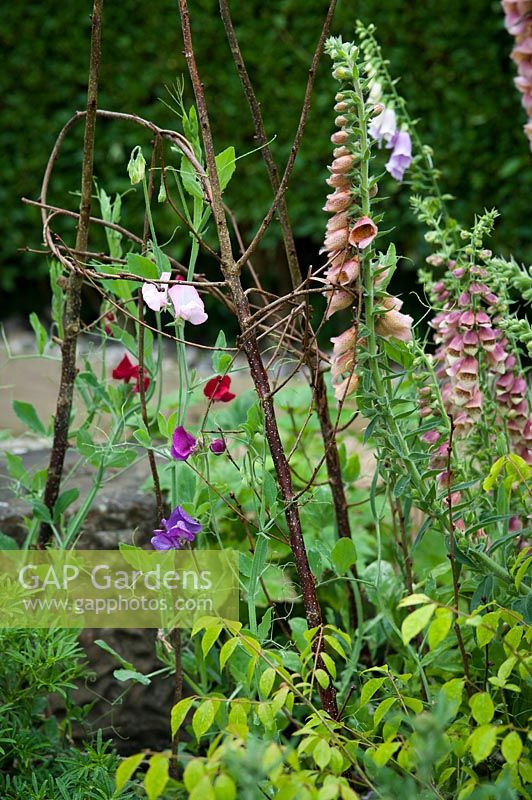 Young Lathyrus odorata - Sweet Pea - plants growing up a twiggy support with Digitalis - Foxglove in a bed with other plants 