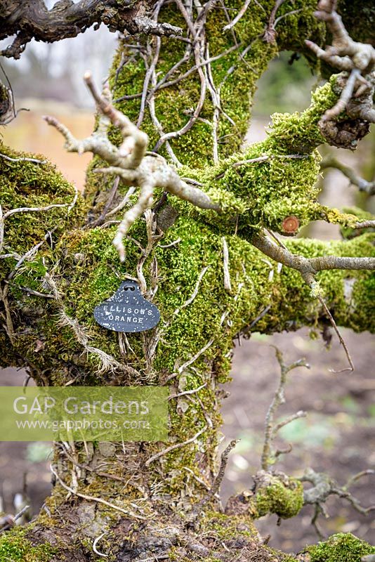 Espaliered apple tree dripping with moss in the Ktchen Garden at Rodmarton Manor, Glos, UK. 