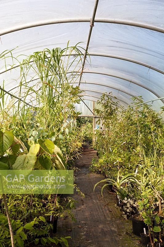 View from inside polytunnel No.2, The Nursery, Pan Global Plants, Frampton on Severn, Gloucestershire, UK. 