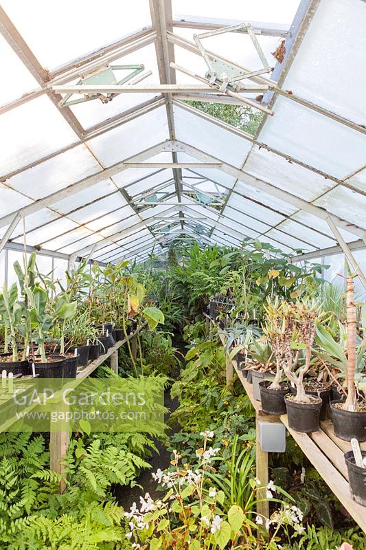 Inside the Glass House, The Nursery, Pan Global Plants, Frampton on Severn, Gloucestershire, UK. 