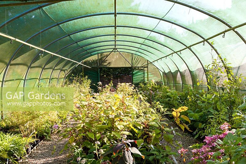View from inside Polytunnel No.1,The Nursery, Pan Global Plants, Frampton on Severn, Gloucestershire, UK. 