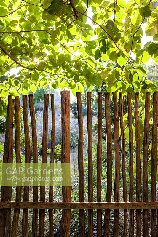 Garden boundary fence with back lit magnolia. The Garden, Pan Global Plants, Frampton on Severn, Gloucestershire, UK. 