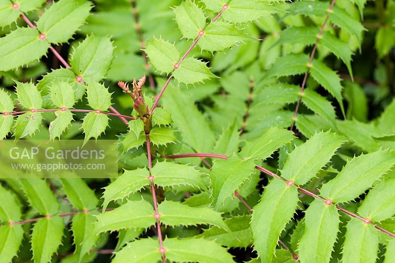 Mahonia 'Pan Demsic' - Plant raised by Nick Macer of Pan Global Plants.