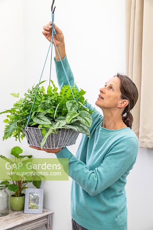 Woman hanging newly planted fern basket in room. 