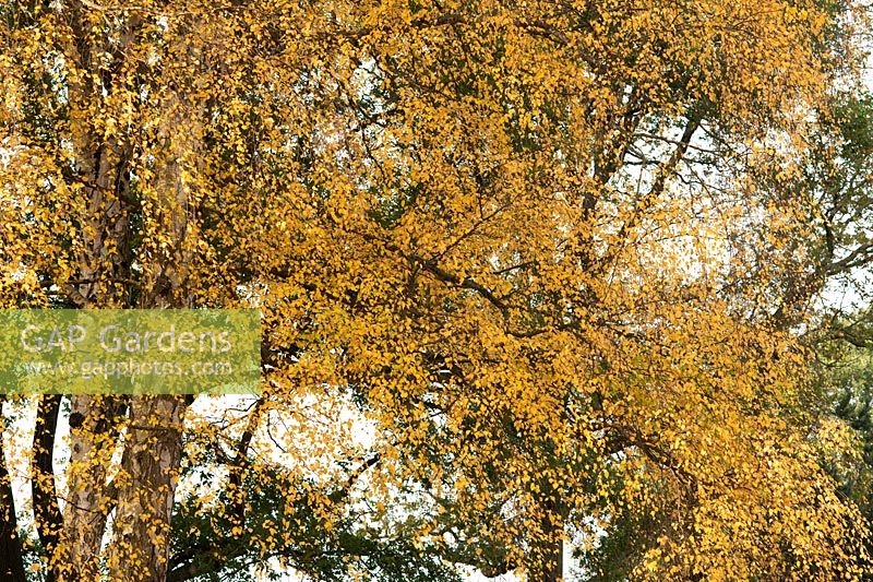 Betula pendula - Silver birch