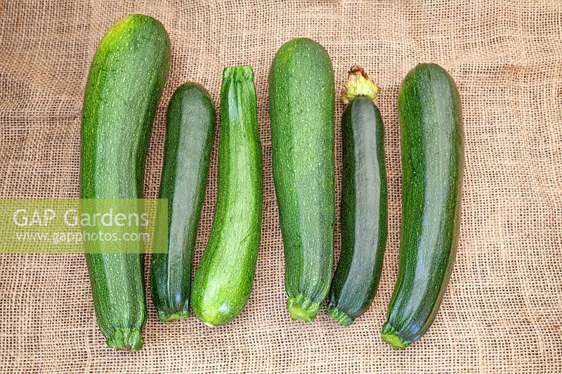 Courgette fruit on hessian 