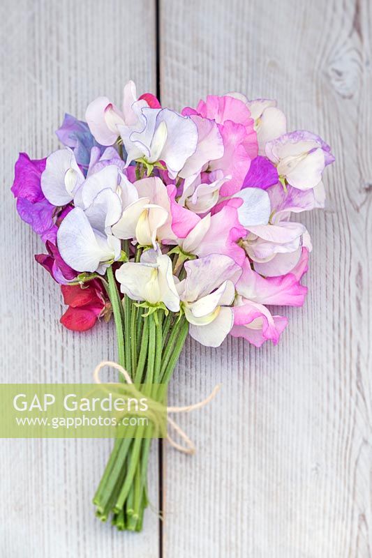 Lathyrus odoratus - A bunch of Sweetpeas. 