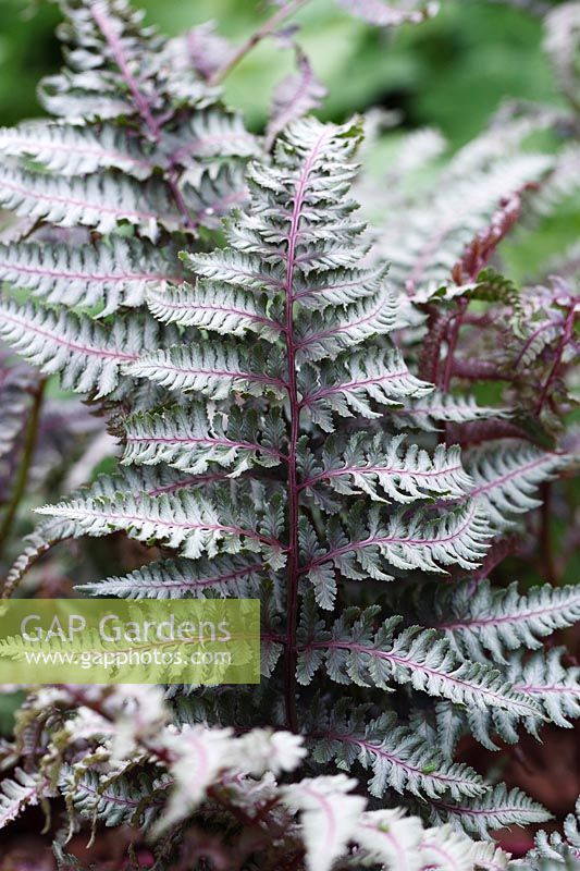 Athyrium niponicum 'Red Beauty' - Painted Lady Fern 'Red Beauty' 