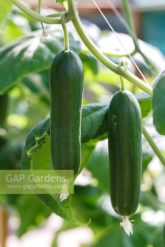 Cucumis sativus 'Nimrod' -  Cucumber - fruit hanging from vine