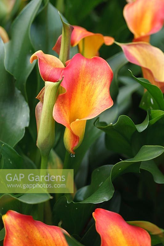 Zantedeschia 'Captain Lido' -  Calla Lily 'Captain Lido' - July