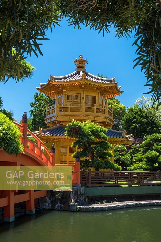 The gold-painted octagonal Pavilion of Absolute Perfection with its red Zi-Wu bridge sitting in the Lotus Pond. Podocarpus macrophyllus - Buddhist Pine in the foreground