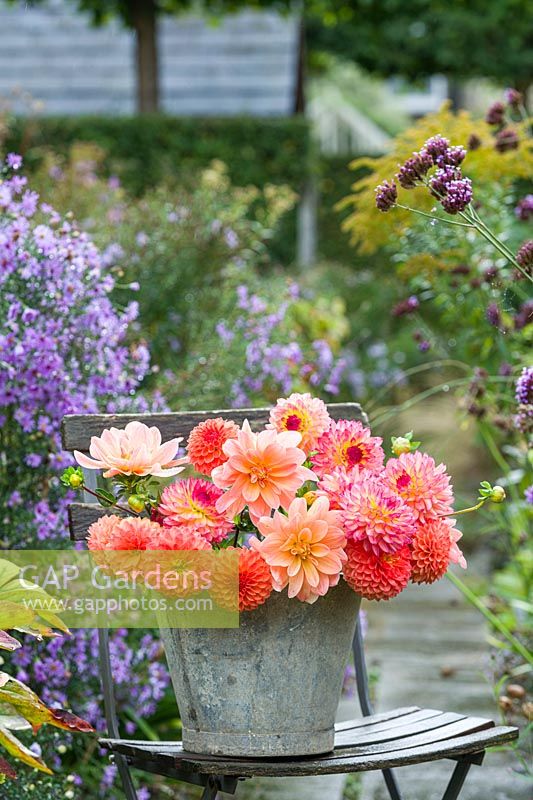 Dahlia 'Mr Frans', 'Lakeland' and 'Safe Shot'