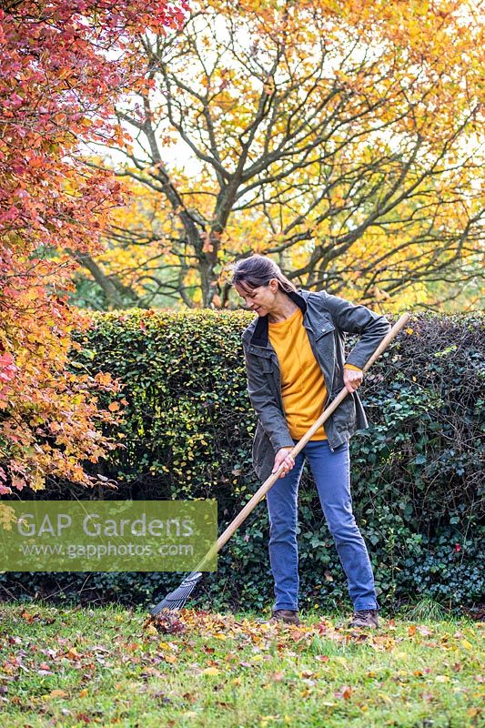 Woman raking leaves with a leaf rake