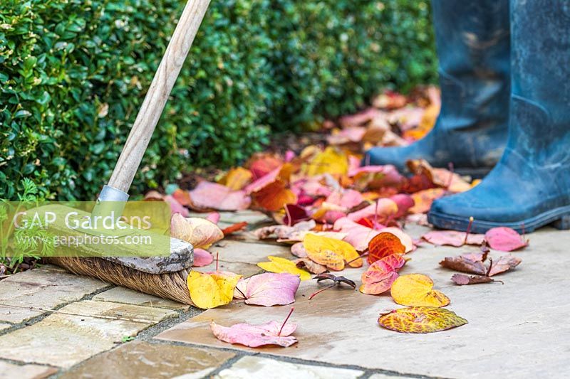 Sweeping up fallen foliage of Cercis 'Forest Pansy' on paving