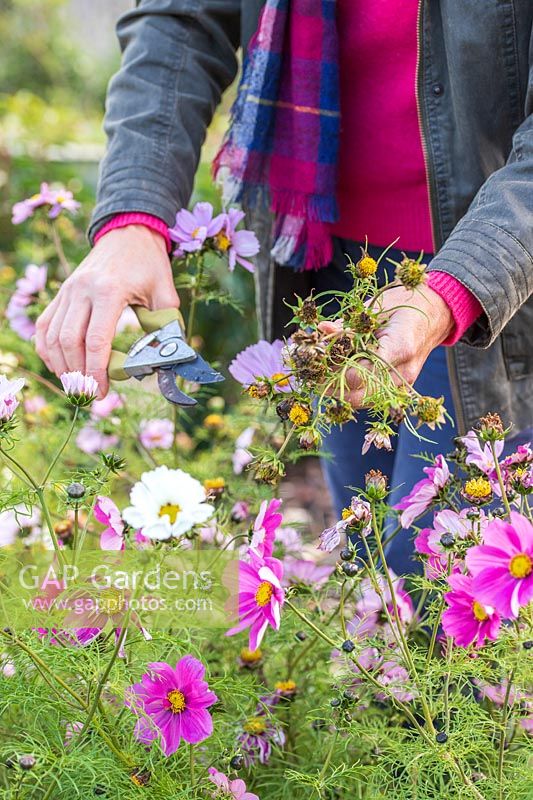 Woman deadheading Cosmos in early Autumn to ensure continued flowering