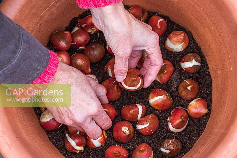 Woman carefully placing the bulbs tightly packed and the right way up