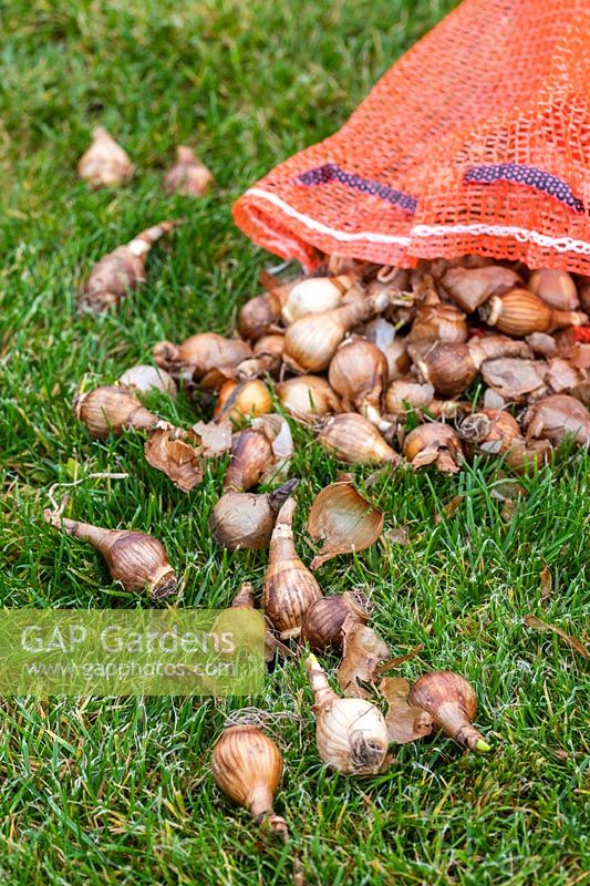 Net with Daffodil bulbs spilling out onto lawn in Autumn ready for planting