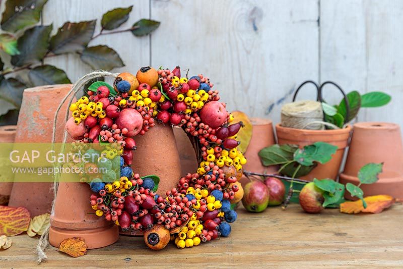 Autumnal berry wreath on wooden surface with terracotta pots - Prunus domestica subsp. insititia var. nigra - Bullace, Pyracantha, Malus 'evereste' - Crab apple, Rose Hips, Crataegus persimilis 'Prunifolia Splendens' - Hawthorn and Cotoneaster salicifolia