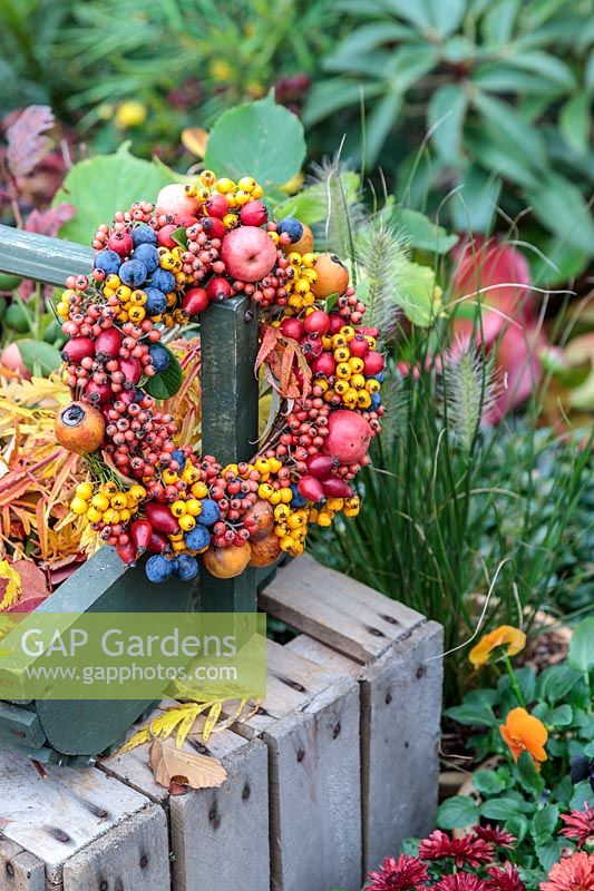 Autumnal berry wreath on wooden trug handle - Prunus domestica subsp. insititia var. nigra - Bullace, Pyracantha, Malus 'evereste' - Crab apple, Rose Hips, Crataegus persimilis 'Prunifolia Splendens' - Hawthorn and Cotoneaster salicifolia