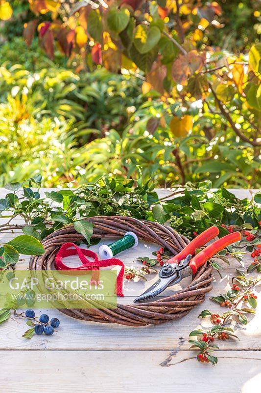 Material and tools ready for making an Autumnal wreath including berries of Prunus domestica subsp. insititia var. nigra - Bullace, Hedera helix - Ivy, Crataegus persimilis 'Prunifolia Splendens' - Hawthorn, Cotoneaster franchetii