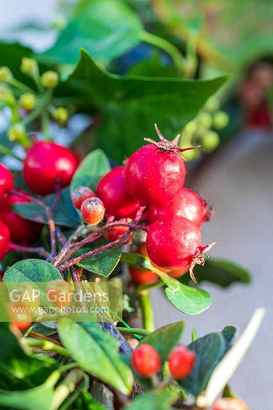 Detail of finished Autumnal wreath with Prunus domestica subsp. insititia var. nigra - Bullace, Hedera helix - Ivy, Crataegus persimilis 'Prunifolia Splendens' - Hawthorn, Cotoneaster franchetii