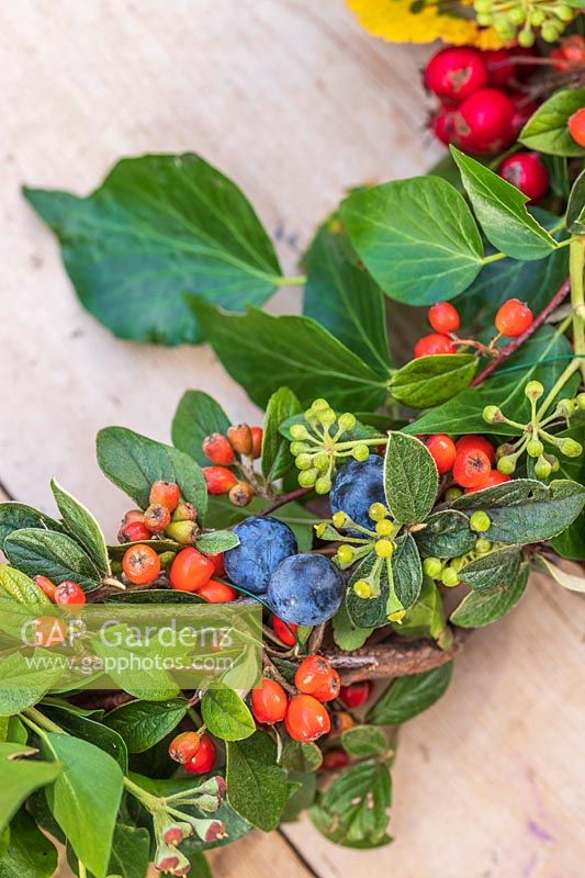 Detail of finished Autumnal wreath with Prunus domestica subsp. insititia var. nigra - Bullace, Hedera helix - Ivy, Crataegus persimilis 'Prunifolia Splendens' - Hawthorn, Cotoneaster franchetii