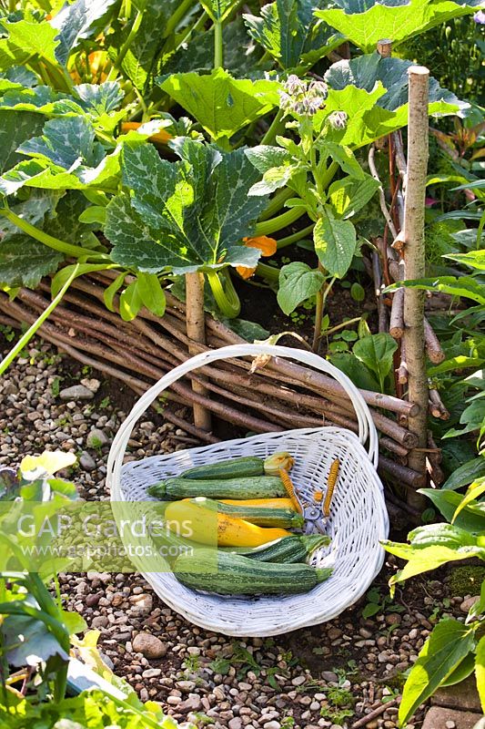 Harvested Courgette 'Atena Polka F1' and 'Striato D'Italia' in a basket by growing plants in a raised bed 
