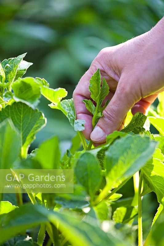 Pinching out the tip of Dahlia to encourage branching and more flowers.