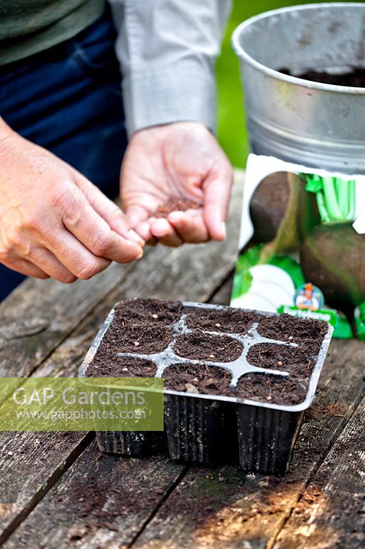 Sowing winter black radish