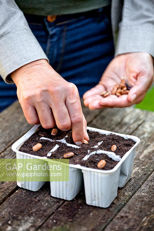 Sowing runner bean seeds - Phaseolus 'Borlotto Lingua di Fuoco' - Firetongue