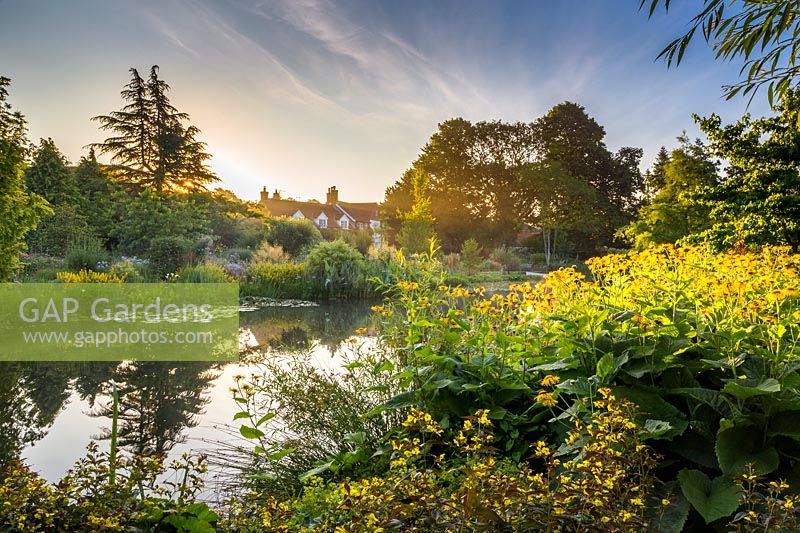 View of the house from the far end of the pond, with the sun rising behind it. Featuring Inula magnifica and loosestrife Lysimachia ciliata 'Firecracker' in the foreground.