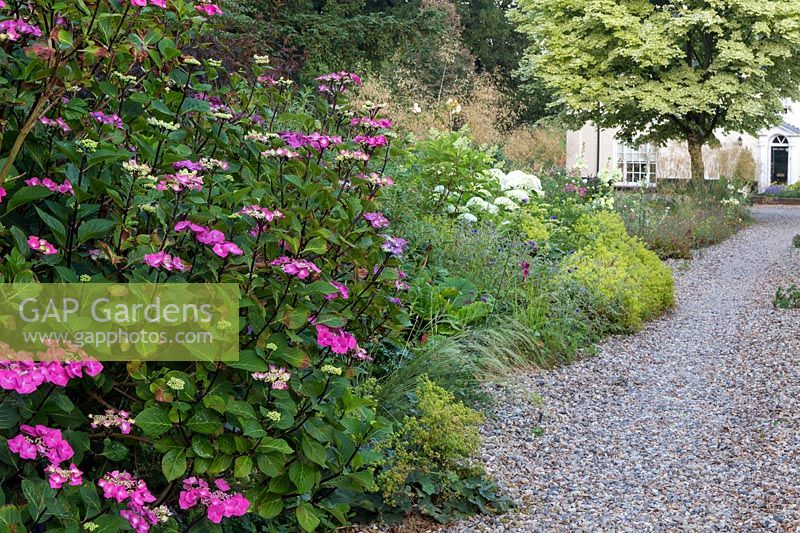 View of the gravel garden and driveway in front of the house. Plants include Hydrangea macrophylla 'Zorro', Hydrangea arborescens 'Annabelle', Stipa gigantea, Stipa tenuissima and Acer platanoides 'Drummondii' - a variegated Norway maple 