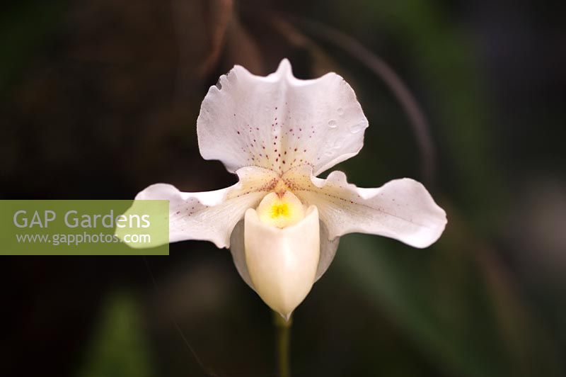 Paphiopedilum F.C. Puddle  - Orchid hybrid