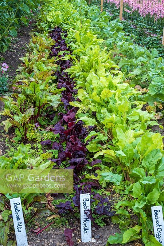 Rows of beetroot varieties