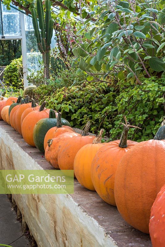 Pumpkin and squash harvest stored in greenhouse
