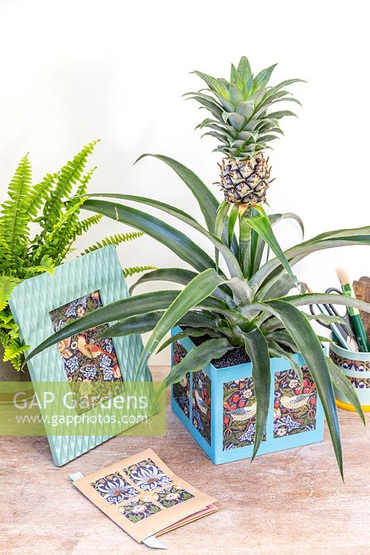 Cardboard box planter decorated with wrapping paper and planted with Ananas nanus - Pineapple on desk with other crafted items