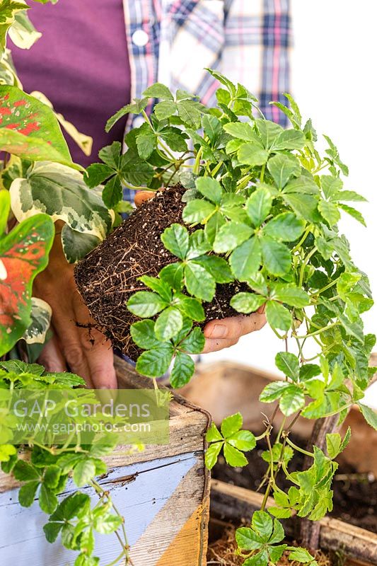 Woman planting Parthenocissus inserta into wooden planter