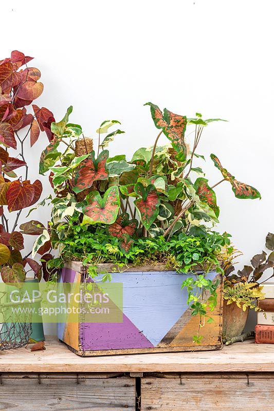 Wooden box decorated with geometric shapes planted with a variety of houseplants including Hedera canariensis de Marengo, Parthenocissus inserta and Caladium sp.