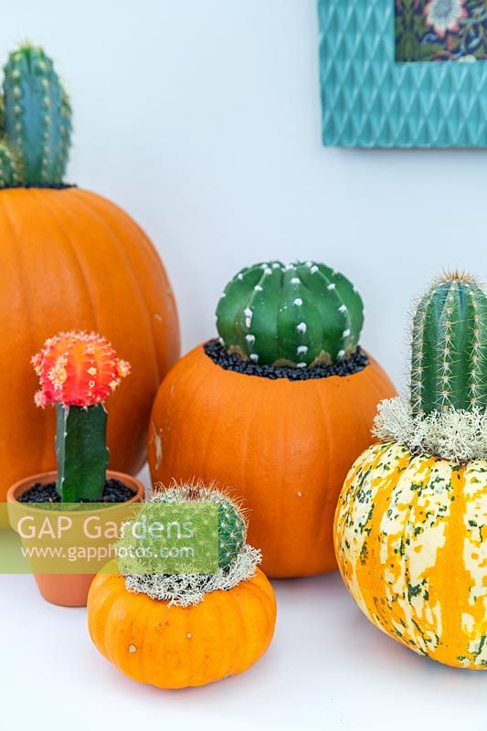 Pumpkins and squash planted with cacti on white sideboard