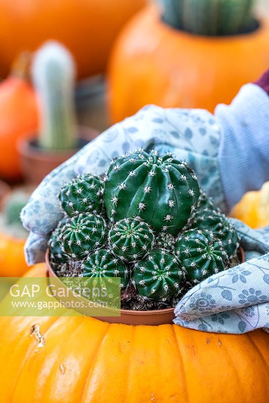 Woman wearing gloves to plant Echinopsis multiplex into hollowed out pumpkin