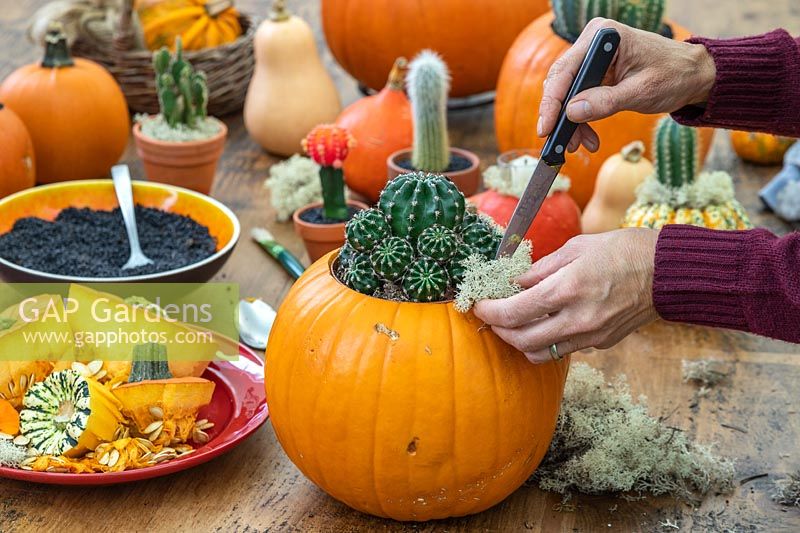 Woman using a kitchen knife to push lichen into place around cactus planted in hollowed out pumpkin