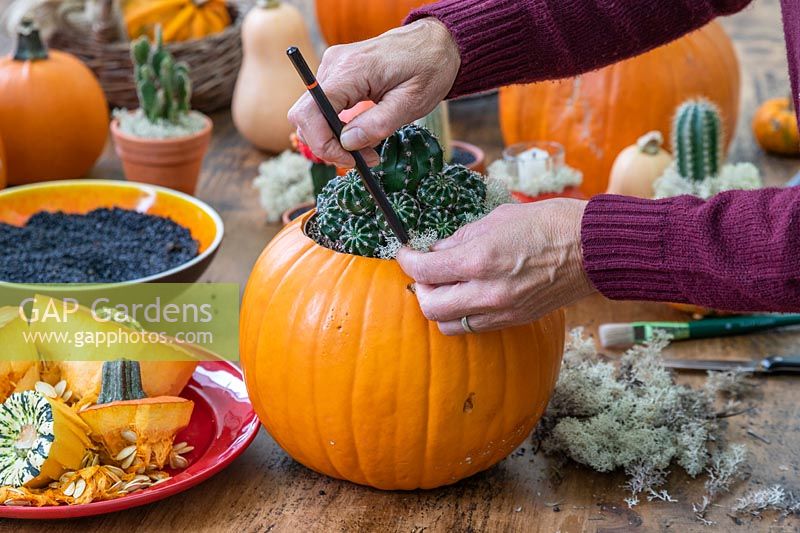 Woman using a pencil to push lichen into place around cactus planted in hollowed out pumpkin