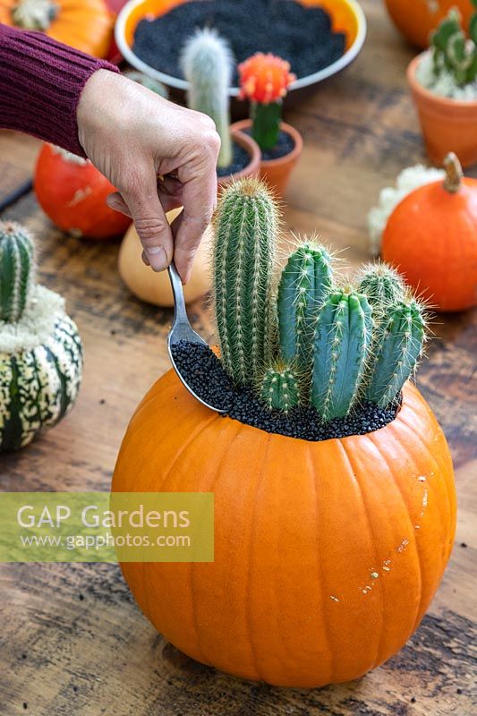 Woman adding black grit mulch around cacti planted in top of hollowed out pumpkin.