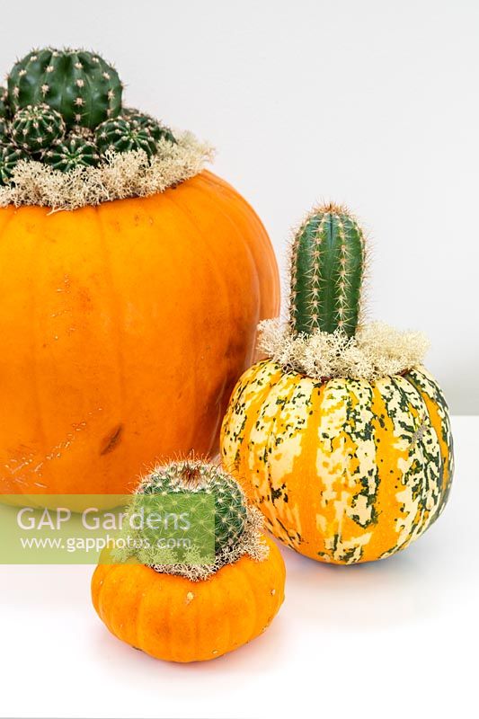 Pumpkins and squash planted with cacti and decorated with lichen