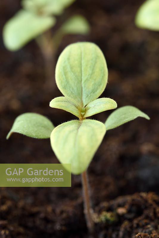 Antirrhinum majus 'Purple Twist' - Snapdragon  - young plants growing in compost 