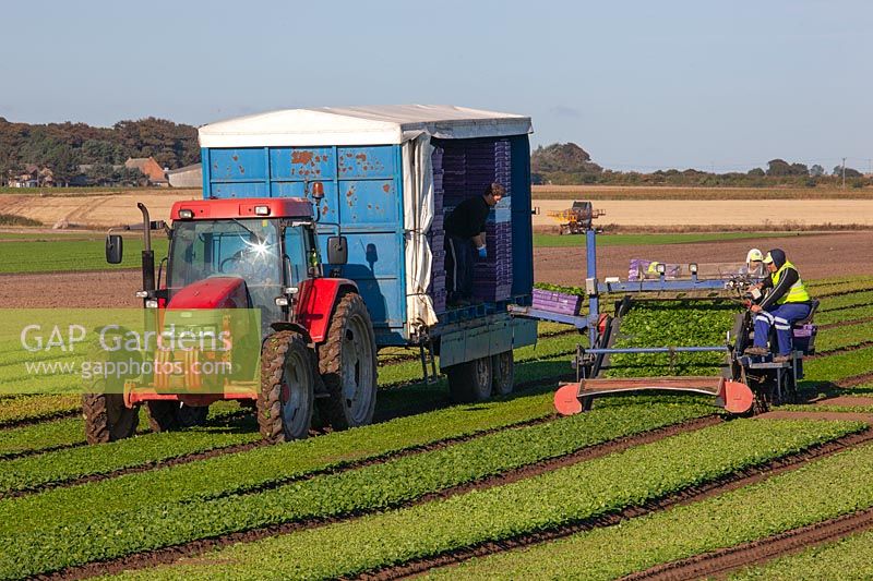 Commercial Spinach harvest - Bacton, Norfolk - September